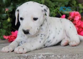  Dalmatian puppies for sale 