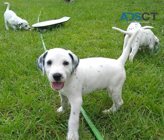  Dalmatian puppies for sale 