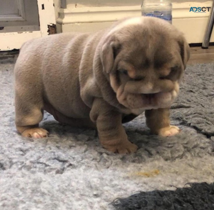 Beautiful English bulldog puppy male & f