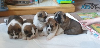 American Akita Puppies