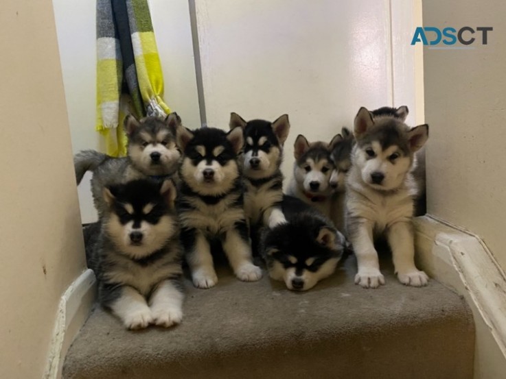 Alaskan Malamute Pups.