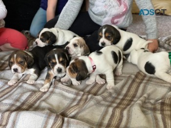 Beagle Puppies