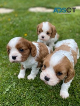 Cavalier King Charles Spaniel 