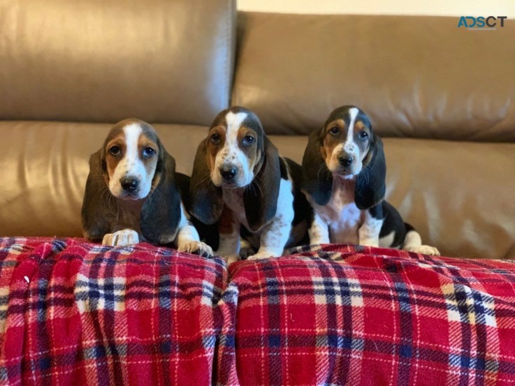 Basset Hounds puppies 