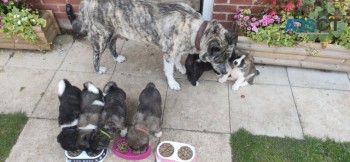 Akita Puppies