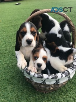 Beagle puppies 