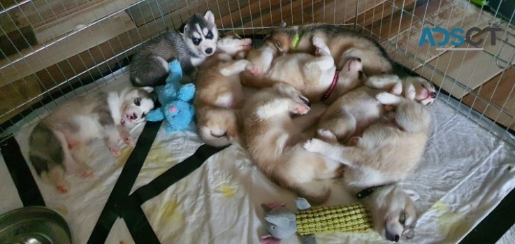 Alaskan Malamute puppies 