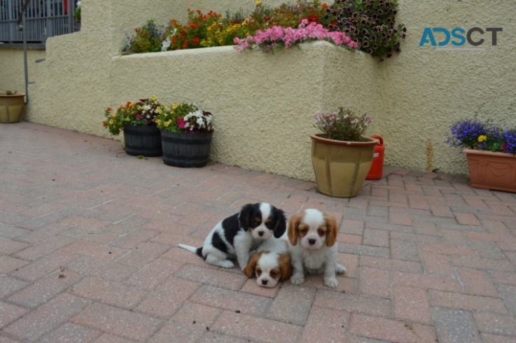 Cavalier King Charles Spaniel 