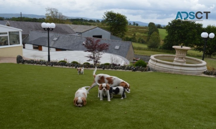 Cavalier King Charles Spaniel 