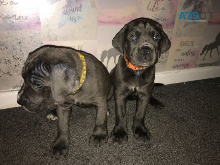 Beautiful Blue Cane Corso Puppies