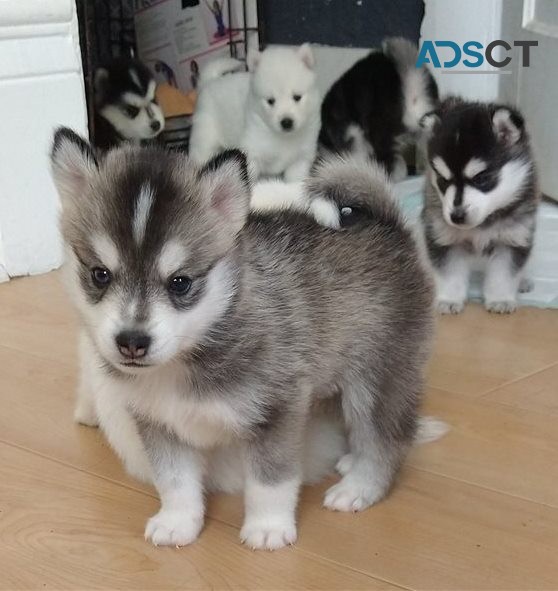 Pomsky  pupppies