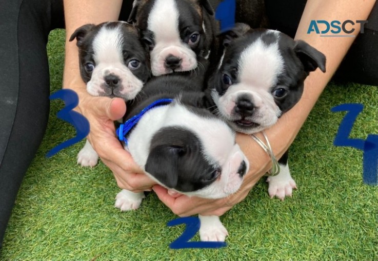 Boston Terrier  puppies 