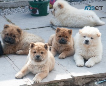 Chow Chow Puppies