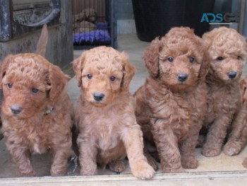 Miniature Poodles