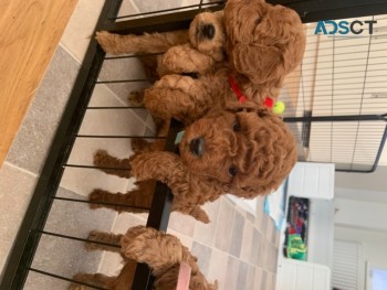 Beautiful Toy Poodles