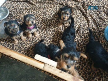 Beautiful Yorkshire Terrier Puppies 