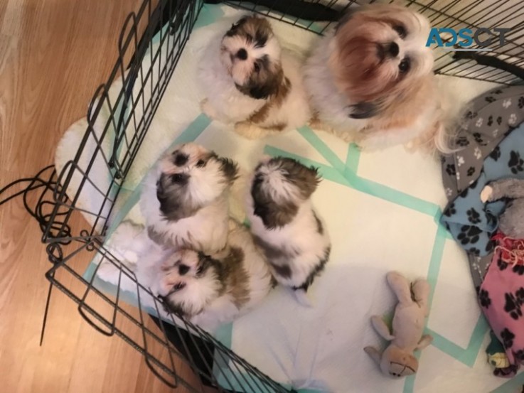 Shih Tzu Puppies