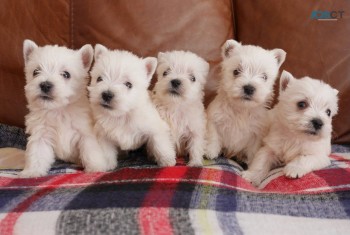 Stunning West Highland Terrier Puppies