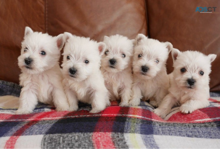 Stunning West Highland Terrier Puppies