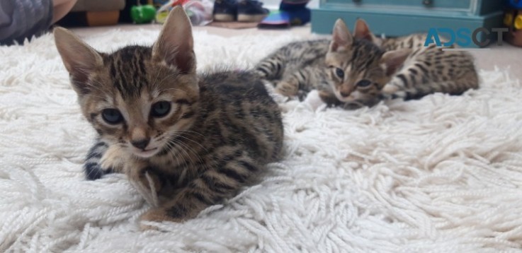 Bengal Kittens