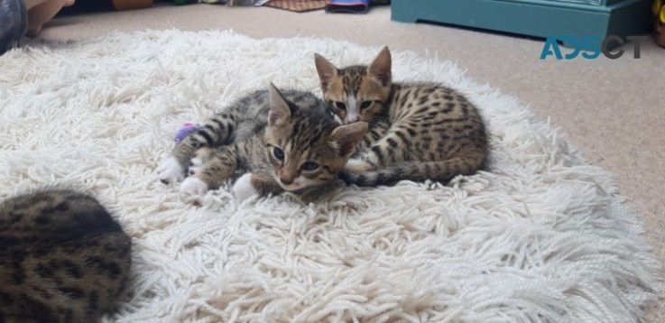 Bengal Kittens