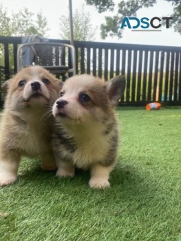 Beautiful Pembroke Corgi Puppies