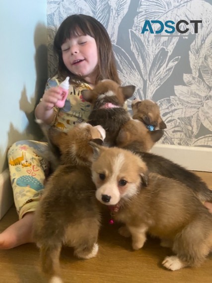 Beautiful Pembroke Corgi Puppies