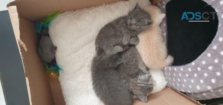 British Shorthair Kittens