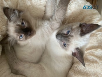 Pure Male Ragdoll Kittens Available