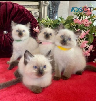 Pure Male Ragdoll Kittens Available