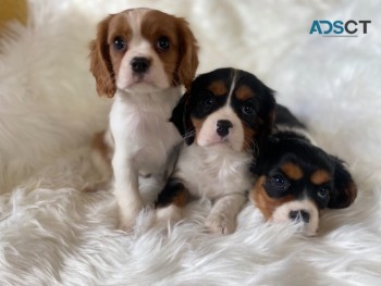 Cavalier King Charles Spaniel 