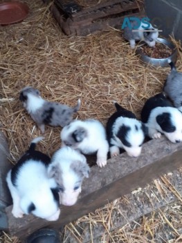  Border Collie Pups