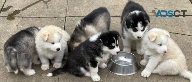 Alaskan Malamute Pupss