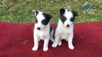  Border Collie Pups