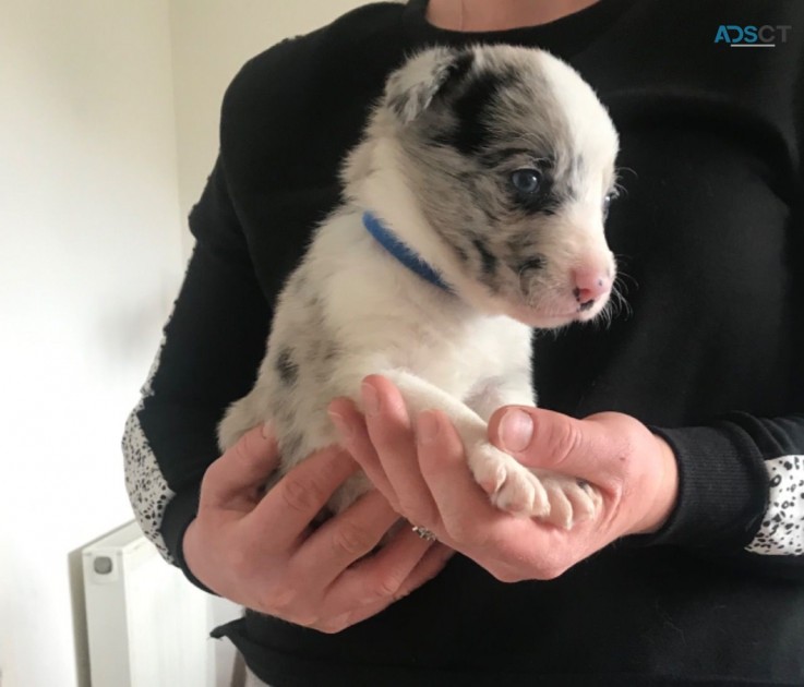  Border Collie Pups