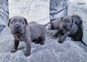 Cane Corso Pups