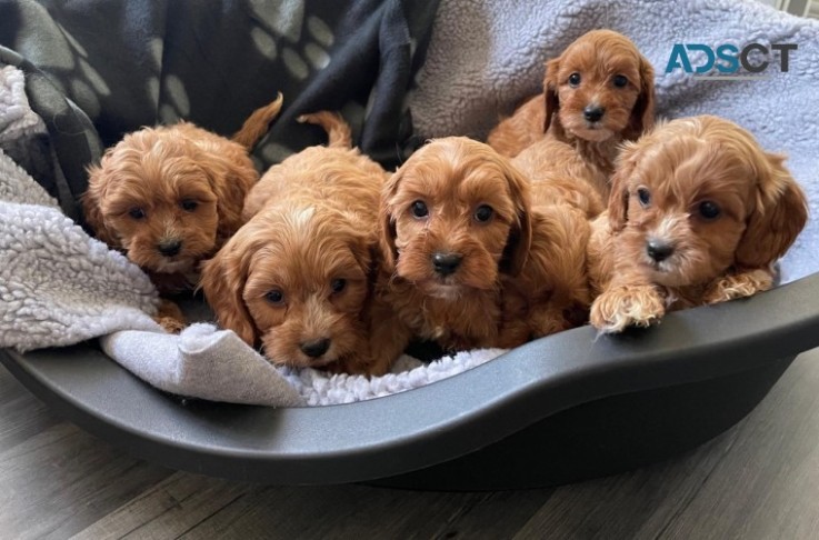 Cavapoo puppies 