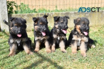 German Shepherd Puppies