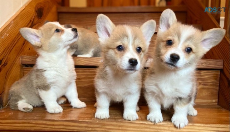 Welsh Corgi Pembroke 