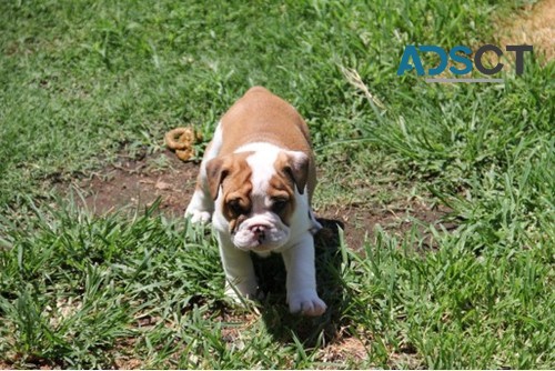 English Bulldog Pups