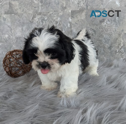 Shih Tzu AvailableNow