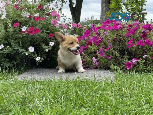 Pembroke Welsh Corgi