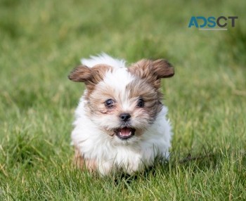 Shih Tzu puppies for sale