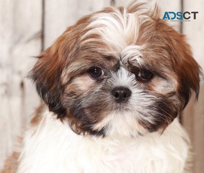 Shih Tzu puppies for sale