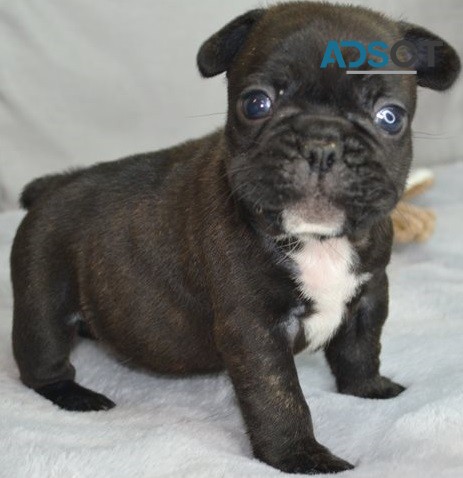 French Bulldog puppies for sale 