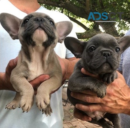 French Bulldog puppies for sale 