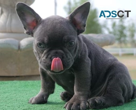 French Bulldog puppies for sale 