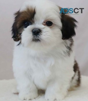 Shih Tzu puppies for sale