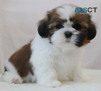 Shih Tzu puppies for sale