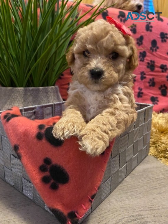 Adorable F1 Maltipoo Puppies for sale